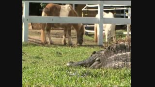 مستند تمساح بان با دوبله فارسی - قسمت نهم