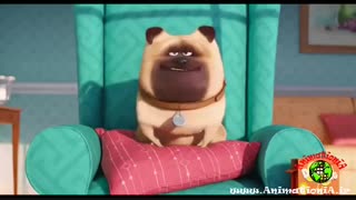 زندگی مخفی حیوانات خانگی