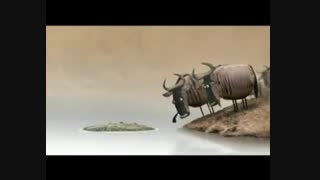 گاو های دیووونهههههه خخخخخخخخ