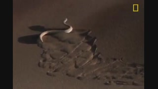 snake vs lizard; مار و مارمولک!