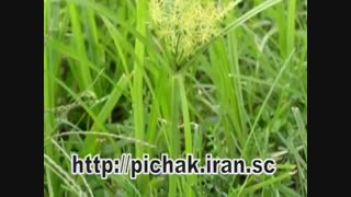 فانوس کهنه :شعر از بتول مبشری با صدای رضا پیر بادیان