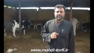 موکب مجانین  الحسین (ع) /شهر بستان