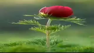 بهترین آهنگ هزاره گی