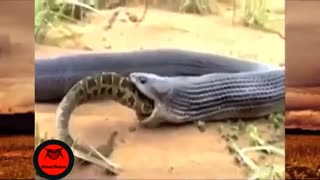 شکار مار ... (جالب و دیدنی)