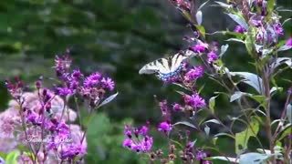 پروانه اثر آندره ریو