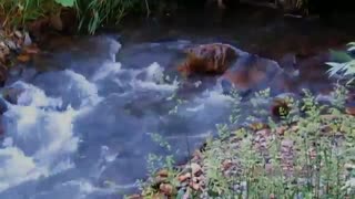 باران پاییزی