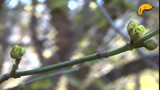 sehrama.ir | شکوفه‌ی زودهنگام زغال اخته در کلیبر - آبان 1394