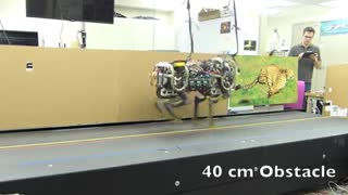 cheeta2