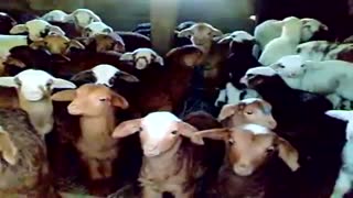 بره های باحال