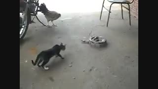 شکار مار توسط گربه