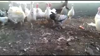 سر به سر خروس جماعت نزارین :))