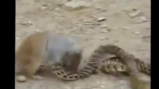 mongoose vs snake!