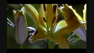 موسیقی سالواتور