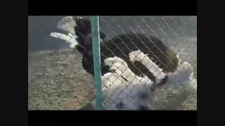 پرورش شترمرغ وفروش  تخم های نطفه دار شتر مرغ