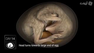 خرید دستگاه های  جوجه کشی-مراحل کامل رشد جنین (نطفه) در داخل تخم مرغ