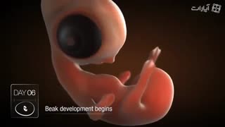 مراحل کامل رشد جنین (نطفه) در داخل تخم مرغ-خرید تخم نطفه دار