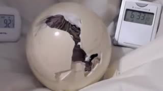 فروش انواع تخم های نطفه دار-خروج شتر مرغ از تخم