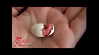 تخم نطفه دار انواع پرندگان-خروج طوطی از تخم