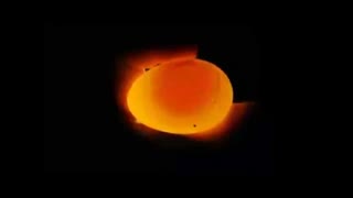 جوجه کشی  از بلدرچین