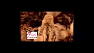 پرورش بلدرچین