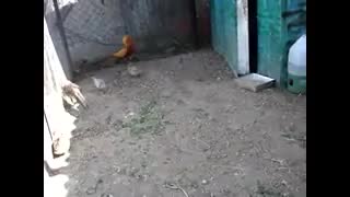 قرقاول طلایی-جوجه کشی از قرفاول