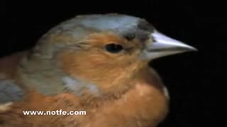 جوجه کشی از بلبل هزاردستان