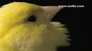 جوجه کشی پرندگان زینتی