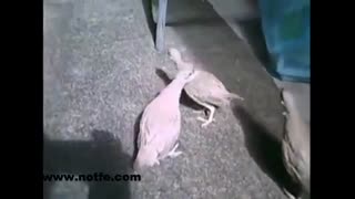 دستگاه جوجه کشی کبک