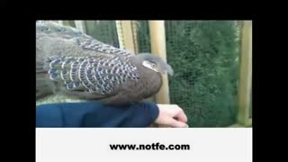 آموزش جوجه کشی قرقاول