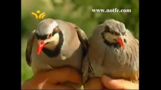 مستند جوجه کشی