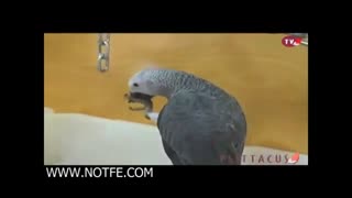 جوجه کشی طوطی کاسکو