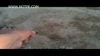 پرورش شترمرغ