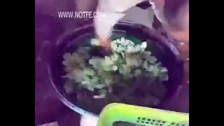 فروش جوجه رنگی