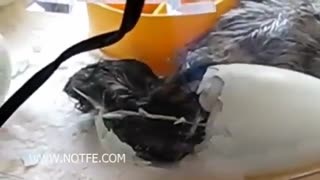 کندلینگ تخم ها (نور بینی)