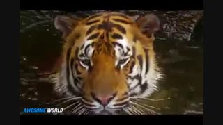 صحنه های دیدنی از حیوانات