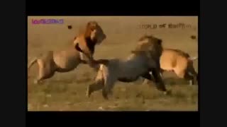 لحظات پر از هیجان شکار