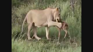 حمایت شیر درنده از بچه گوزن در برابر دیگر شیرها