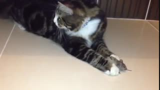 شکار موش توسط گربه