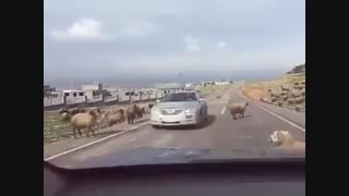 راننده ی بدبخت