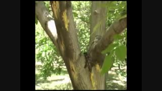 طرح مقاوم سازی درختان گردو در برابر آفات و تنش ها