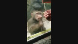حرکتی جالب و بامزه از میمون