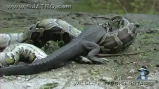 بلعیده شد سوسمار توسط ماری بزرگ...