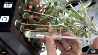 پرورش گل در ایستگاه بین المللی فضایی ناسا