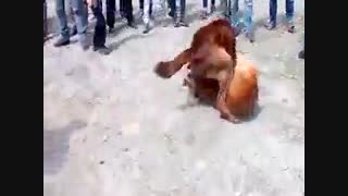 جنگ سگهای  سرابی  بنام اژدر و سرابی