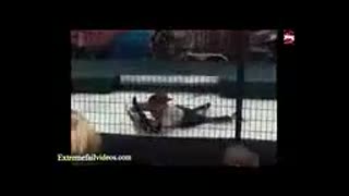 majmooe hamle heyvanat be ensan sahne haye delkharash nadarad