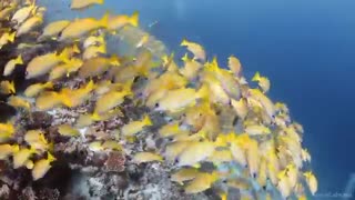 مستند Highlights