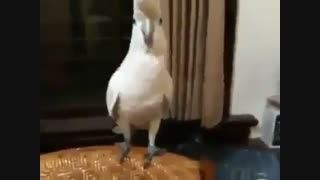 رقص خیلــــــی باحال طوطــی