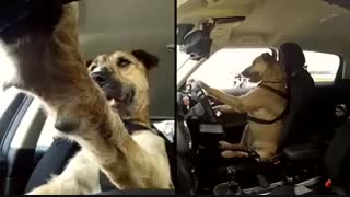 آیا سگها برای رانندگی باهوش هستند؟