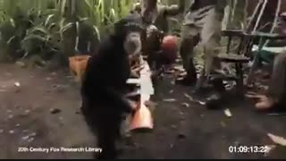 شوخی خطرناک با میمون :)