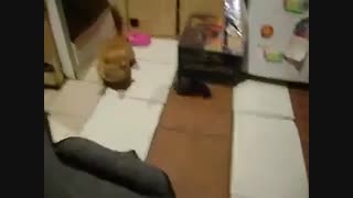 donya barakse moosh mire donbale gorbe kheili jaleb